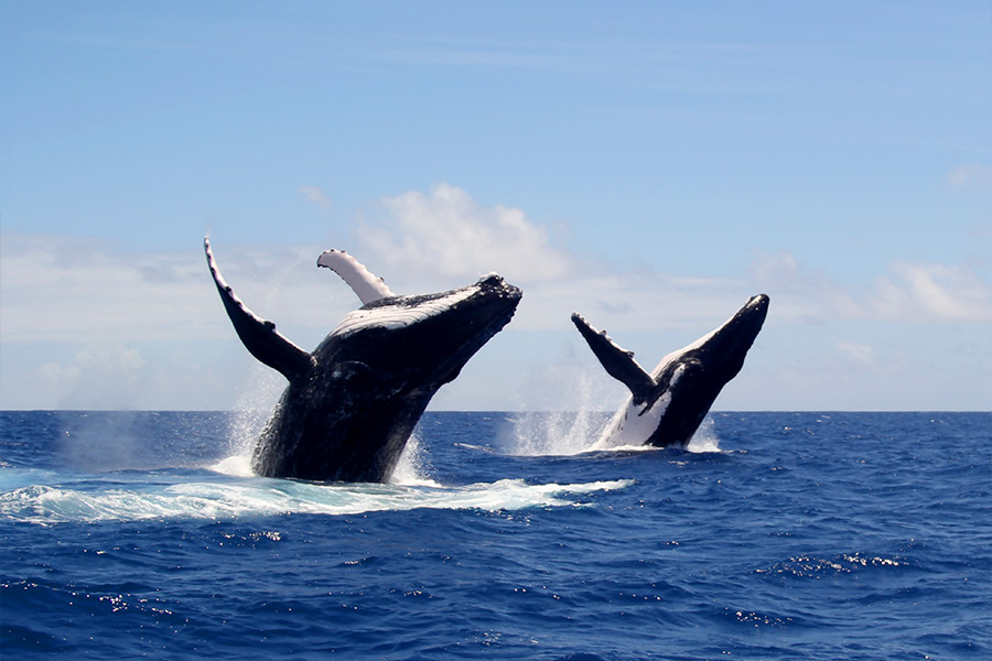 Whale watching in Moorea