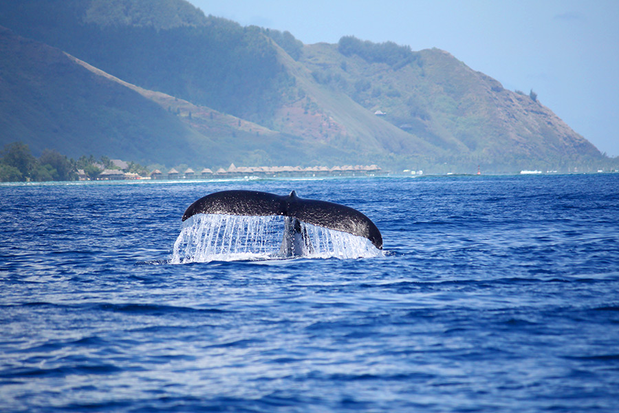Humpback whales of Moorea