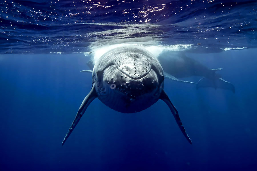 Migration of southern whales