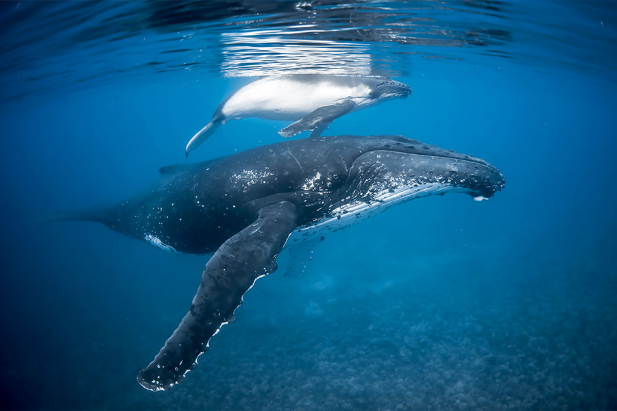 Whale season at Moorea