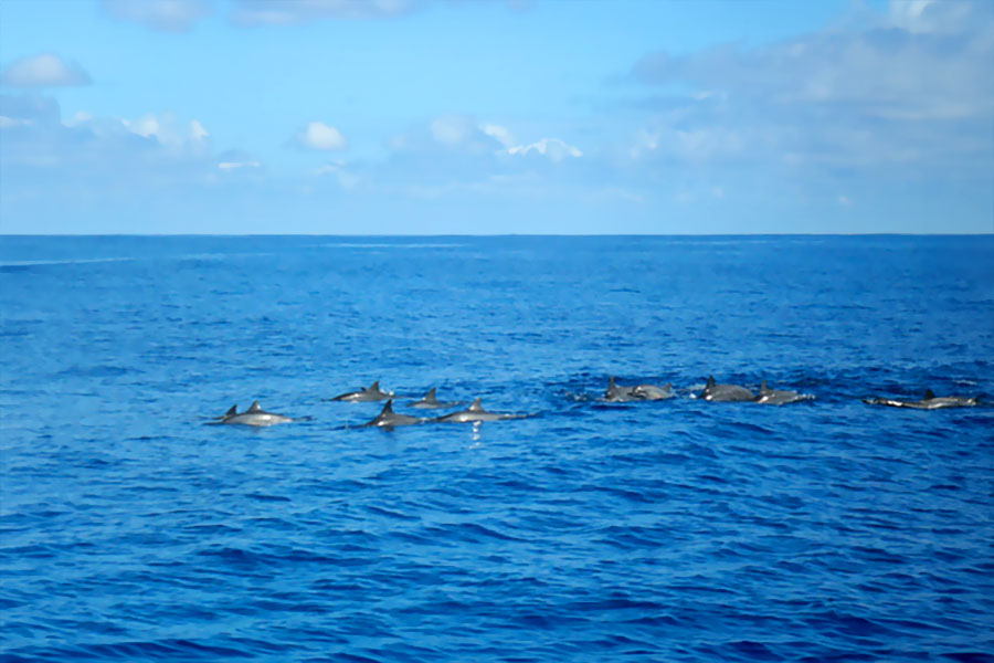 Dolphin Excursion