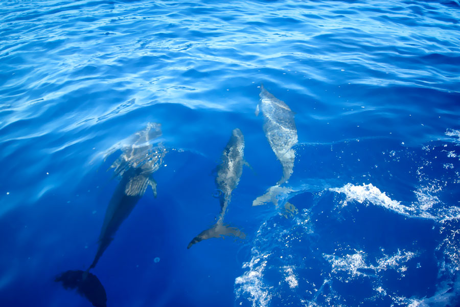 Dolphins of Moorea