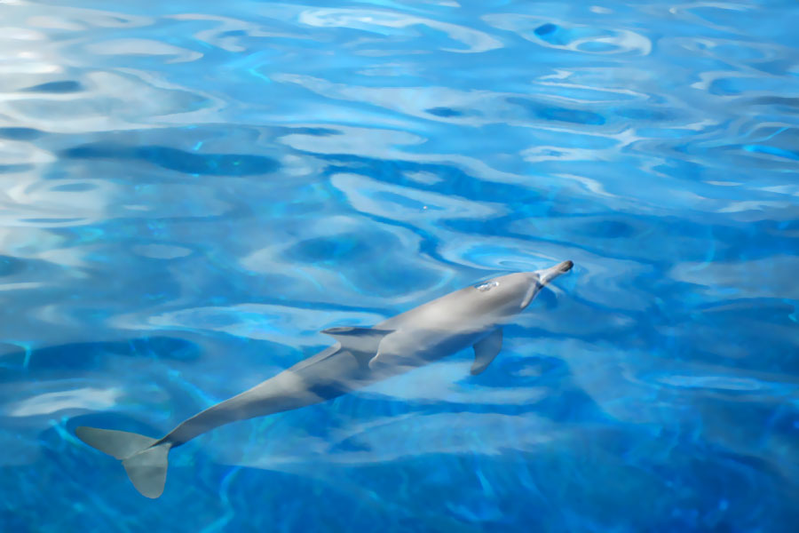 Dolphins of the Moorea Lagoon