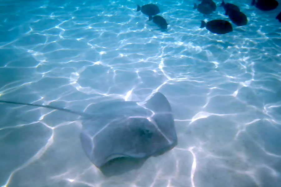 Excursion lagoon: the stingrays