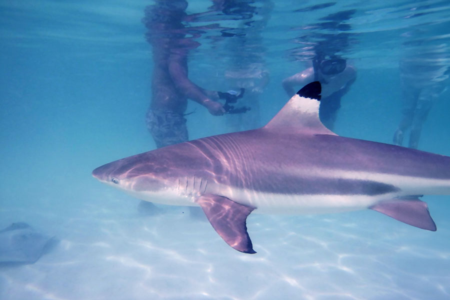 Excursion lagoon: blacktip shark