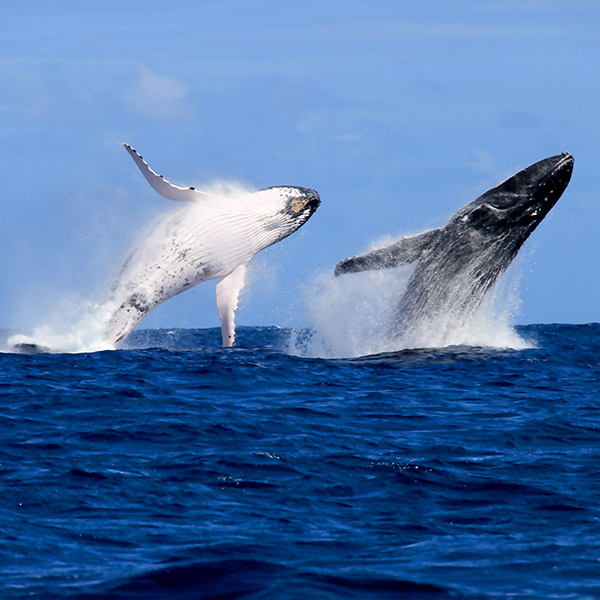 Nautical excursions in Moorea