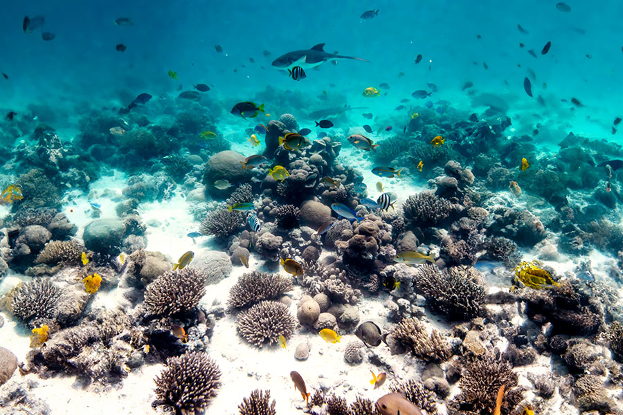 Fins, Mask and Snorkel Rental